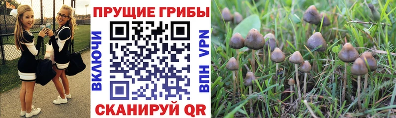 Галлюциногенные грибы Psilocybe  закладка  ссылка на мегу зеркало  Светогорск 